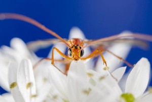 Macro photo_Lior Glaichman-12